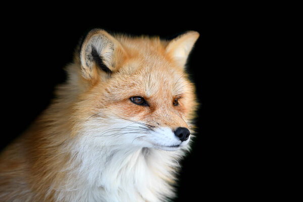 Portrait Red Fox, Vulpes vulpes, beautiful animal on black background. Wildlife nature