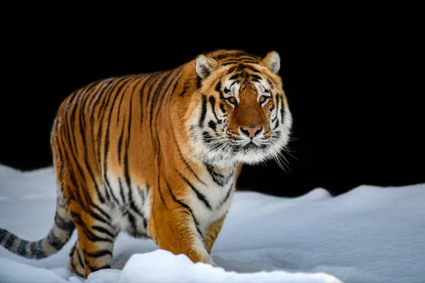 Közelkép Felnőtt Tigris Hóban Elszigetelt Fekete Háttér — Stock Fotó