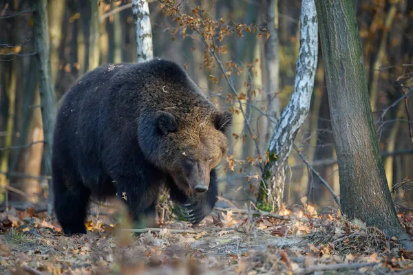 Medve Őszi Erdőben Ursus Arctos Őszi Színek Veszélyes Állat Természetes — Stock Fotó
