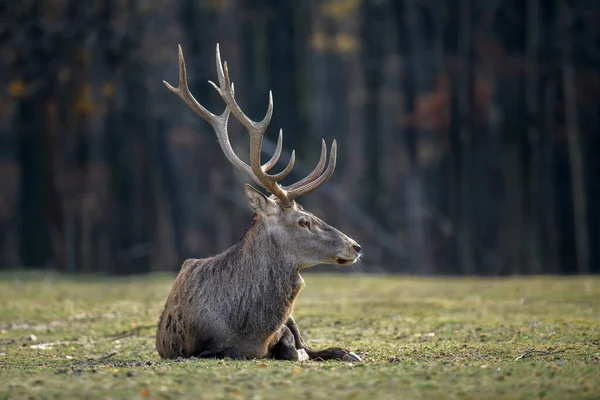 Majestátní Jelen Podzimním Lese Zvíře Přírodním Prostředí Velký Savec Divoká — Stock fotografie