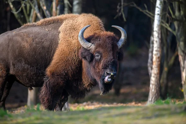 Bison Adulte Sauvage Dans Forêt Automne Scène Animalière Printemps Nature — Photo