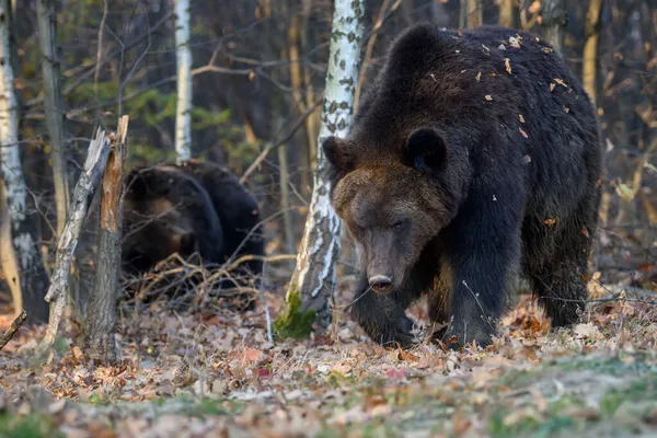 Medvěd Podzimním Lese Ursus Arctos Podzimní Barvy Nebezpečné Zvíře Přírodním — Stock fotografie