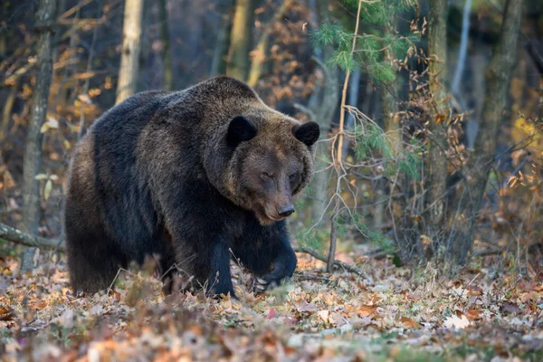 Medvěd Podzimním Lese Ursus Arctos Podzimní Barvy Nebezpečné Zvíře Přírodním — Stock fotografie