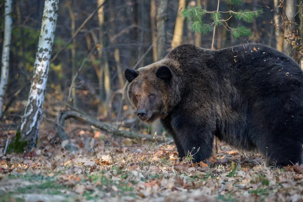 Oso Bosque Otoño Ursus Arctos Colores Otoño Animal Peligroso Hábitat —  Fotos de Stock