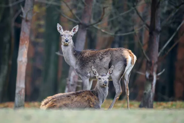 Cervos Vermelhos Majestosos Floresta Outono Animal Habitat Natural Grande Mamífero — Fotografia de Stock