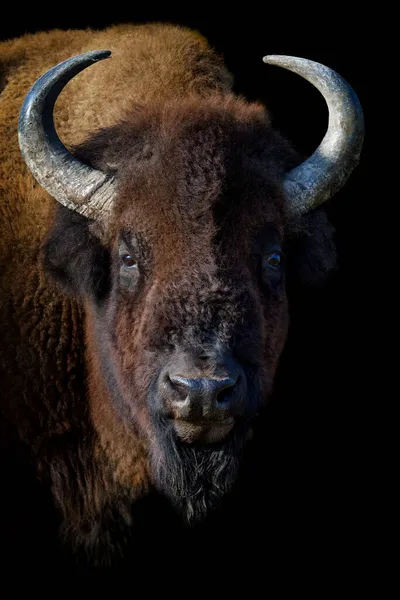 Retrato Bison Europeu Sobre Fundo Preto Cena Vida Selvagem Natureza — Fotografia de Stock