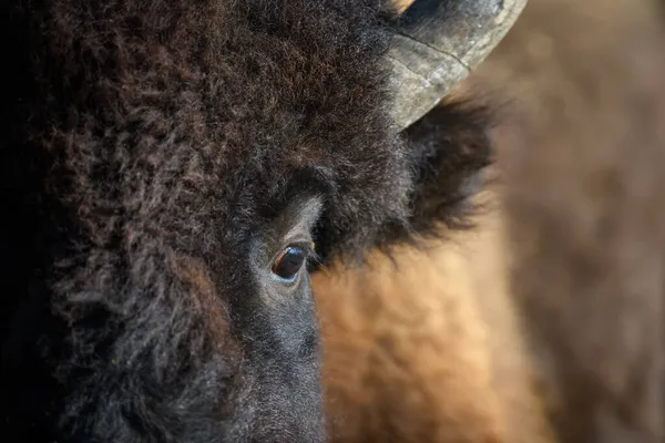 Avrupa Bizonu Nun Detaylı Göz Portresi Doğadaki Büyük Kahverengi Hayvanın — Stok fotoğraf