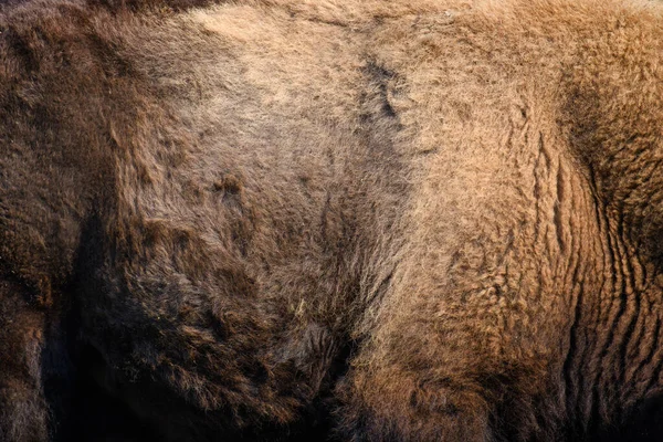Igazi Szőrös Bölény Bőr Textúra Állati Nyomat Minta Csempe Háttér — Stock Fotó