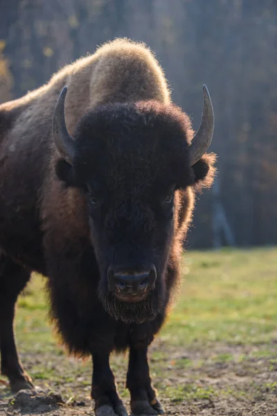 Selvaggio Bison Adulto Nella Foresta Autunnale Scena Della Fauna Selvatica — Foto Stock