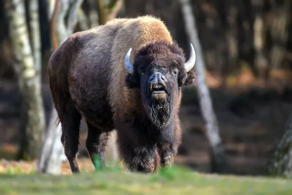 Bison Adulte Sauvage Dans Forêt Automne Scène Animalière Printemps Nature — Photo