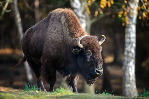 Selvaggio Bison Adulto Nella Foresta Autunnale Scena Della Fauna Selvatica — Foto Stock