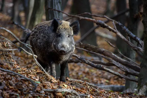 Mannelijke Wilde Zwijnen Het Herfstbos Wildlife Scene Uit Natuur Stockfoto