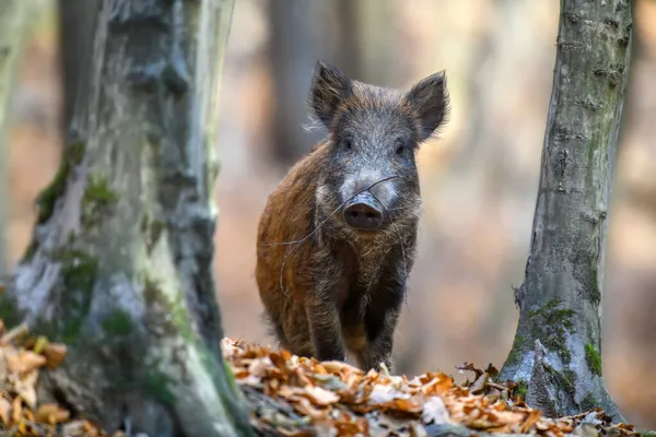 Javali Selvagem Macho Floresta Outono Cena Vida Selvagem Natureza Fotos De Bancos De Imagens