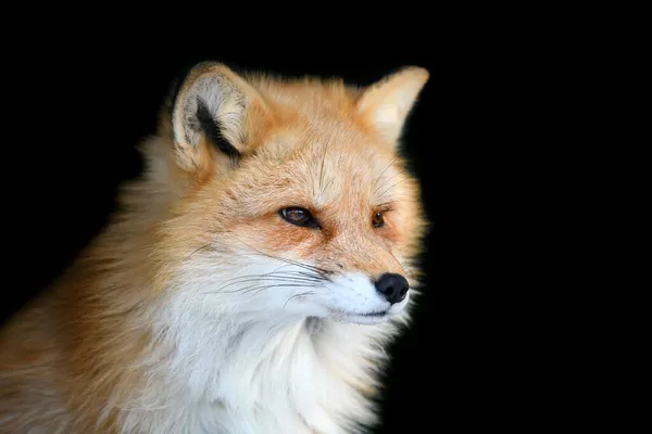 Portrait Red Fox Vulpes Vulpes Beautiful Animal Black Background Wildlife Royalty Free Stock Images
