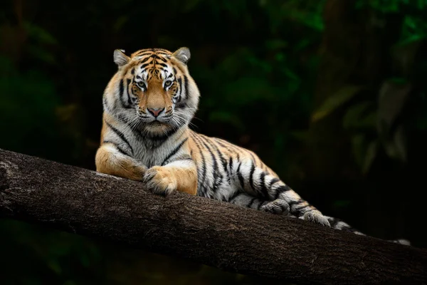 Adult Tiger Relaxing Large Branch Looking Viewer Jungle Royalty Free Stock Images