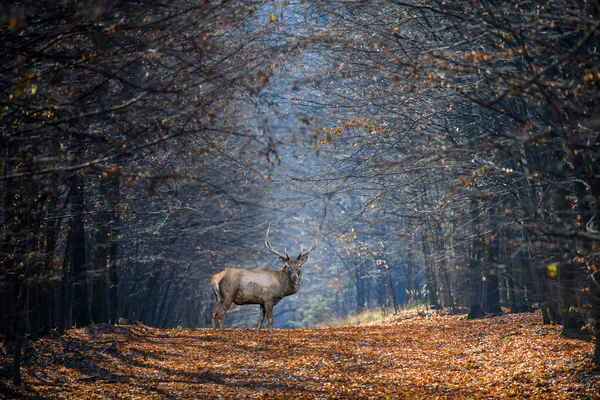 Adult Male Deer Background Autumn Forest Animal Natural Habitat Wildlife Stock Picture