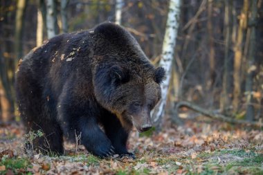Sonbahar ormanında ayı. Ursus arctos, sonbahar renkleri. Doğal ortamda tehlikeli bir hayvan. Vahşi yaşam sahnesi
