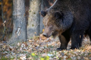 Sonbahar ormanında ayı. Ursus arctos, sonbahar renkleri. Doğal ortamda tehlikeli bir hayvan. Vahşi yaşam sahnesi