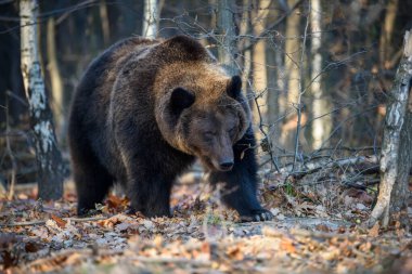 Sonbahar ormanında ayı. Ursus arctos, sonbahar renkleri. Doğal ortamda tehlikeli bir hayvan. Vahşi yaşam sahnesi