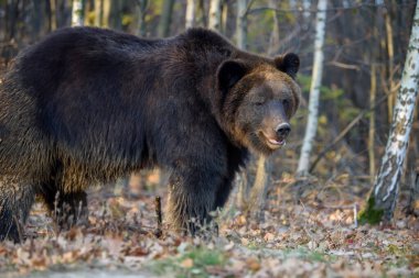 Sonbahar ormanında ayı. Ursus arctos, sonbahar renkleri. Doğal ortamda tehlikeli bir hayvan. Vahşi yaşam sahnesi
