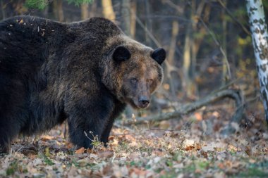Sonbahar ormanında ayı. Ursus arctos, sonbahar renkleri. Doğal ortamda tehlikeli bir hayvan. Vahşi yaşam sahnesi