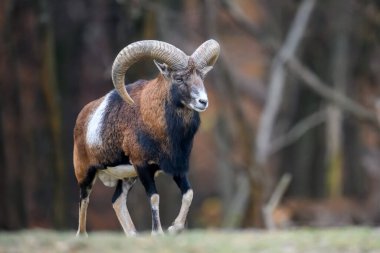 Koca bir bıyık hayvanı. Ovis Gmelini, doğa habitatında orman boynuzlu hayvan. Doğadan vahşi yaşam sahnesi