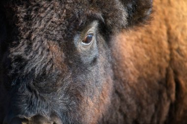 Avrupa Bizonu 'nun detaylı göz portresi. Doğadaki büyük kahverengi hayvanın gözü.