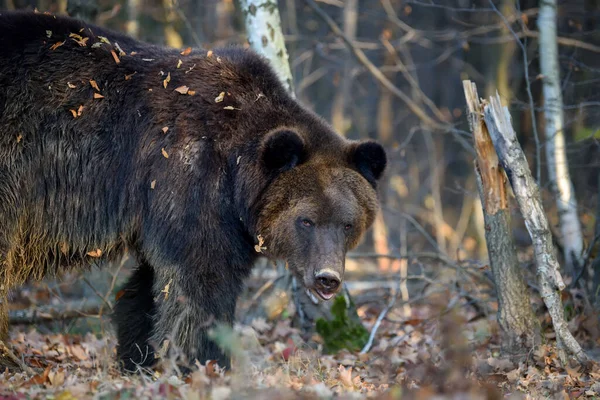 Ведмідь Осінньому Лісі Sus Arctos Осінні Кольори Небезпечна Тварина Природному — стокове фото