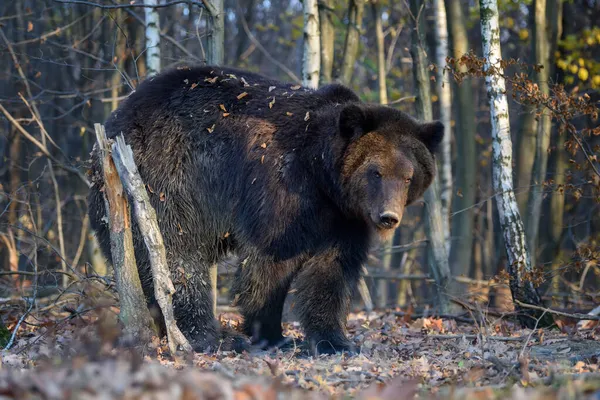 Sonbahar ormanında ayı. Ursus arctos, sonbahar renkleri. Doğal ortamda tehlikeli bir hayvan. Vahşi yaşam sahnesi