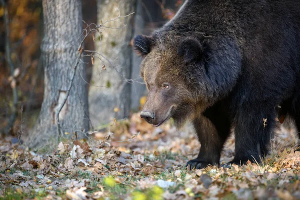 Urso Floresta Outono Ursus Arctos Cores Outono Animais Perigosos Habitat — Fotografia de Stock