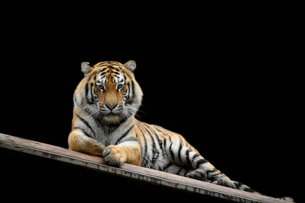Close Grande Tigre Guardando Spettatore Isolato Sfondo Nero — Foto Stock