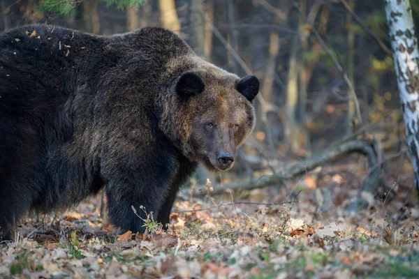 Медведь Осеннем Лесу Ursus Arctos Осенние Цвета Опасное Животное Естественной — стоковое фото