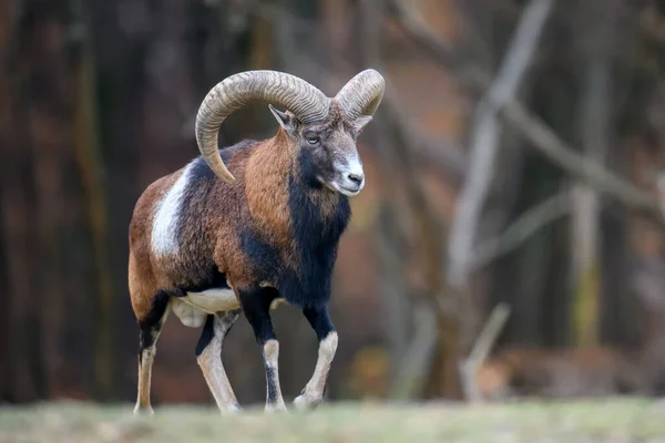 Grande Animal Mouflon Ovis Gmelini Animal Com Chifres Florestais Habitat — Fotografia de Stock