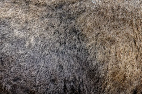 Texture Réelle Peau Bison Fourrure Animal Motif Motif Carreaux Fond — Photo