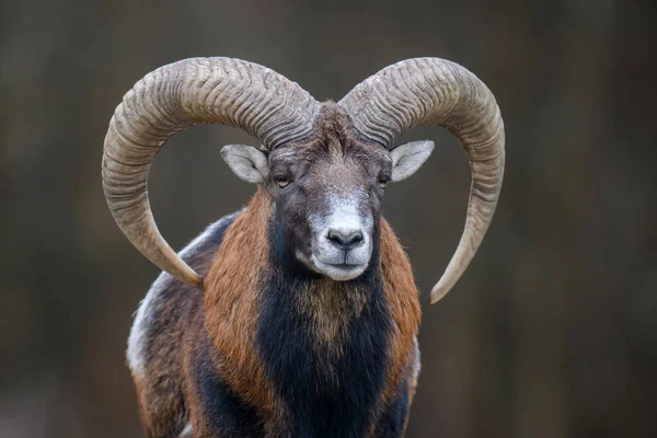 Grande Animal Mouflon Ovis Gmelini Animal Com Chifres Florestais Habitat — Fotografia de Stock