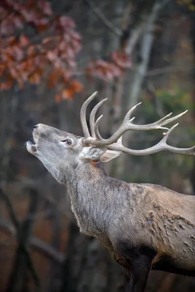 Majestueux Cerf Rouge Rugissant Dans Forêt Automne Animal Dans Habitat — Photo