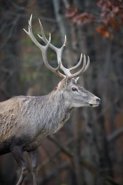 Maestoso Cervo Rosso Nella Foresta Autunnale Animali Habitat Naturale Mammifero — Foto Stock