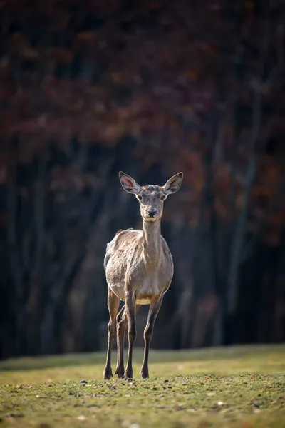 秋天森林中雄伟的红鹿 自然界中的动物栖息地 大哺乳动物 野生动物场景 — 图库照片