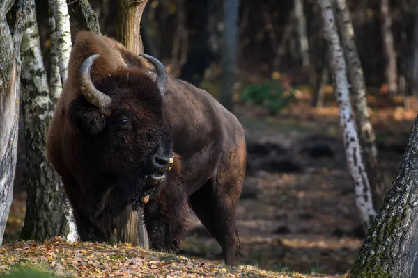 Bison Adulte Sauvage Dans Forêt Automne Scène Animalière Printemps Nature — Photo