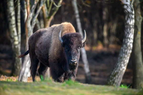 Selvaggio Bison Adulto Nella Foresta Autunnale Scena Della Fauna Selvatica — Foto Stock