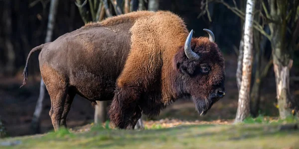 Villvoksen Bison Høstskogen Viltscener Fra Vårnaturen Viltlevende Dyr Naturlig Miljø – stockfoto