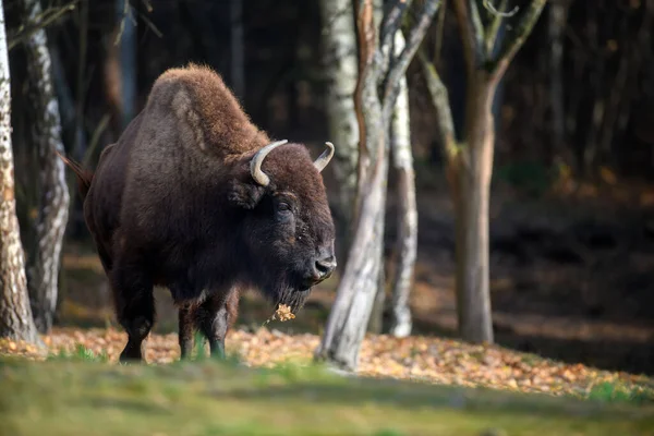 Bison Adulte Sauvage Dans Forêt Automne Scène Animalière Printemps Nature — Photo
