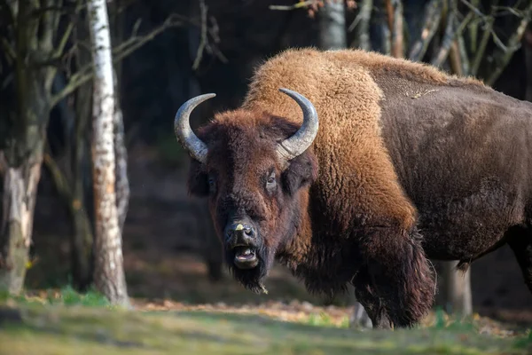 Bison Adulte Sauvage Dans Forêt Automne Scène Animalière Printemps Nature — Photo