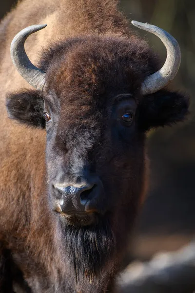 Retrato Bisonte Europeo Sobre Fondo Negro Vida Silvestre Escena Naturaleza — Foto de Stock