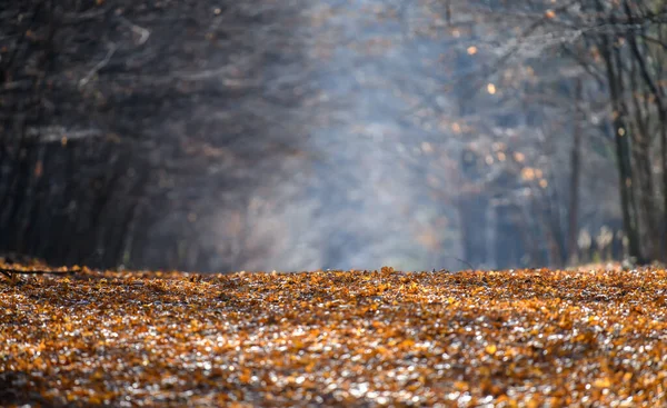 Bellissimo Vicolo Romantico Nella Foresta Con Bellissimi Alberi Sole Autunno — Foto Stock