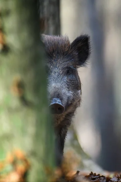 秋天森林里的雄性野猪从树后向外张望 大自然的野生动物场景 — 图库照片