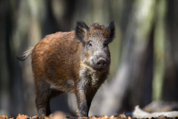 Männliche Wildschweine Herbstwald Tierwelt Aus Der Natur — Stockfoto