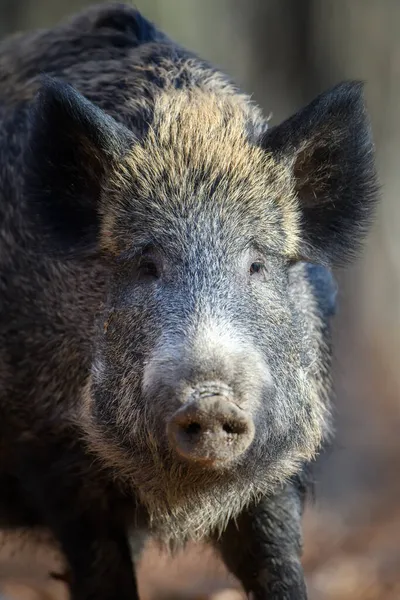 Retrato Javali Selvagem Macho Floresta Outono Cena Vida Selvagem Natureza — Fotografia de Stock