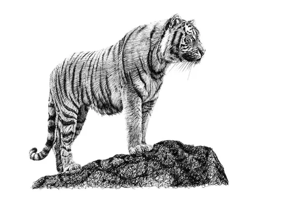 Handgezeichneter Tiger Auf Fels Skizzengrafik Monochrome Illustration Auf Weißem Hintergrund — Stockfoto