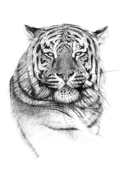 Retrato Tigre Desenhado Mão Desenho Gráfico Ilustração Monocromática Sobre Fundo — Fotografia de Stock